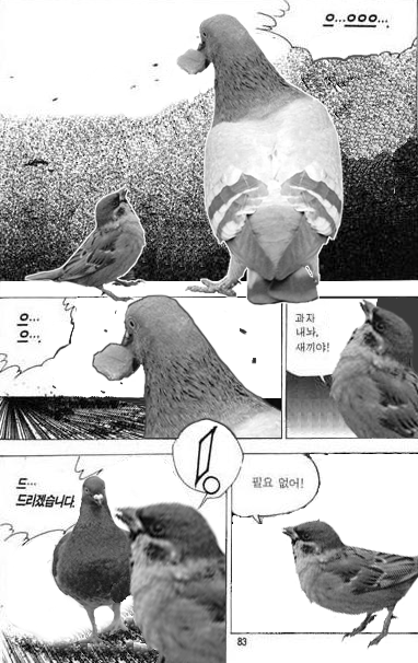 참새 먹이를 뺏은 비둘기