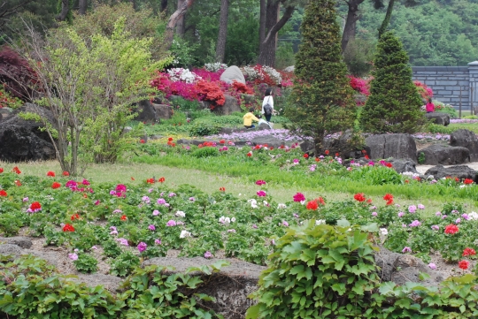 아름다운 꽃들과 나무, 호수가 어우러진 파주 벽초지 문화수목원