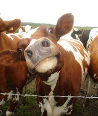 광우병(소해면상뇌증)이란?, 미국산 쇠고기에 대한 안전성 평가