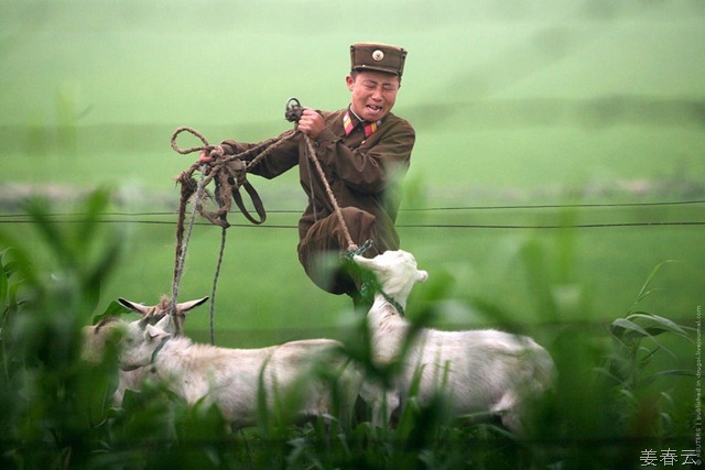 북한 군대에는 염소를 돌보는 염소병이 있다