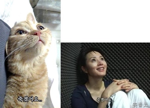 김혜수 닮은 고양이