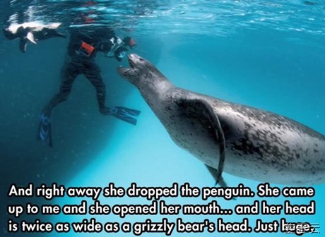 네셔널 지오그래픽 작가가 체험한 바다표범의 온정 - 비실비실한 사람 그냥 지나치는 사람보다 낫다
