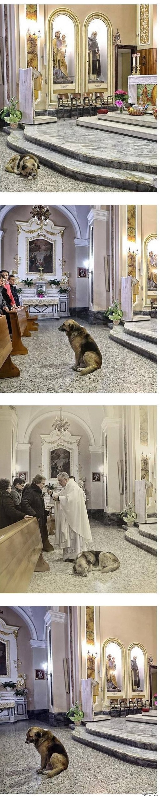 개가 성당에 나가는 이유