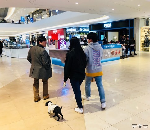 신세계 스타필드 고양은 반려견들이 자유롭게 주인과 함께 할 수 있는 실내 쇼핑 명소 + 산책로