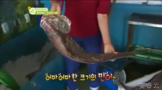 냉동 회를 떠서 초장에 찍어 먹어야 제맛인 민어회 - 목포에 가면 꼭 맛보아야 할 먹거리 !
