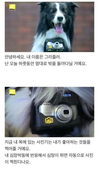 댕댕이가 사진 찍으면서 돌아다닌 하루