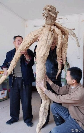 대륙의 거대한 칡