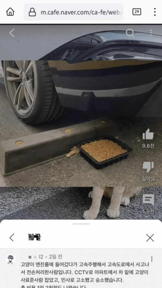 길냥이 밥주고 1억2천 물어주게 된 캣맘