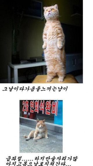 군대 가는 고양이의 슬픔