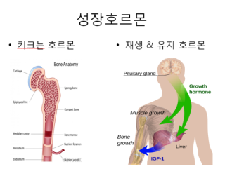 성장호르몬과 생체시계