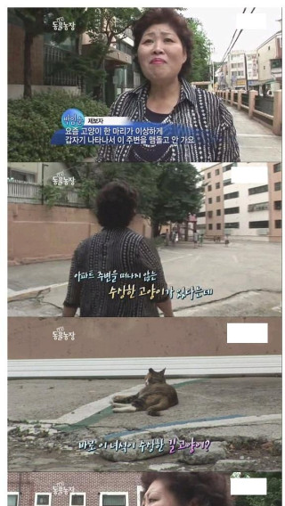 길고양이의 속사정