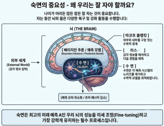 숙면의 중요성 - 잠 잘자는 애들이 똑똑한 이유, 나이 들어도 잠을 잘 자야 하는 이유