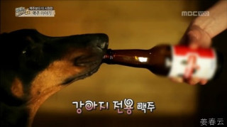 세상 살고 볼 일 - 벨기에산 강아지 전용 맥주