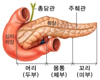 혈당조절의 중요한 역할을 하는 췌장의 해부학적 위치 및 구조