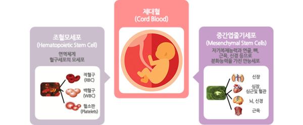 제대혈 보관 많이 하는데, 이 제대혈이 도대체 무엇이길래?