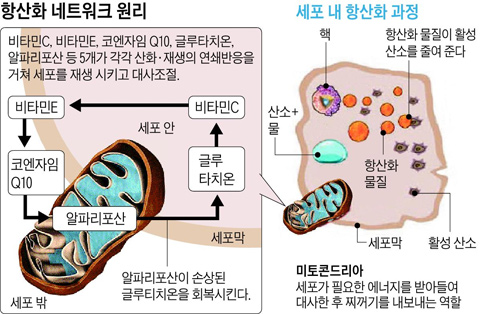 피로회복, 감기예방, 스트레스 해소에 좋다는 비타민C