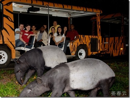 싱가폴 나이트 사파리 - 트램을 타고 이동하며 한밤중에 구경하는 동물원의 새로운 맛 느껴