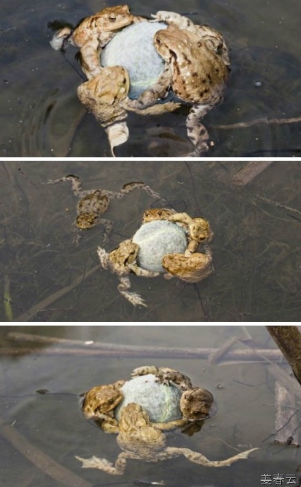 산란기의 수컷 두꺼비들