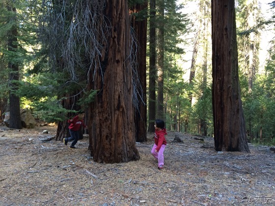 요세미티 워워나 로드(Yosemite&rsquo;s Wawona Road) 중간 지점에 위치한 포레스트 드라이브(Forest Drive) 걷기 - 우거진 숲을 걷는 동안의 삼림욕은 그 어느곳보다 좋은 쾌감 주어 - 캠핑족들이 자주 찾는 곳으로, 근처에 곰이 있어 조심해야 한다고