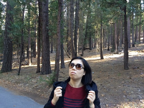 요세미티 워워나 로드(Yosemite&rsquo;s Wawona Road) 중간 지점에 위치한 포레스트 드라이브(Forest Drive) 걷기 - 우거진 숲을 걷는 동안의 삼림욕은 그 어느곳보다 좋은 쾌감 주어 - 캠핑족들이 자주 찾는 곳으로, 근처에 곰이 있어 조심해야 한다고