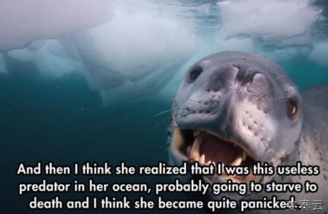 네셔널 지오그래픽 작가가 체험한 바다표범의 온정 - 비실비실한 사람 그냥 지나치는 사람보다 낫다