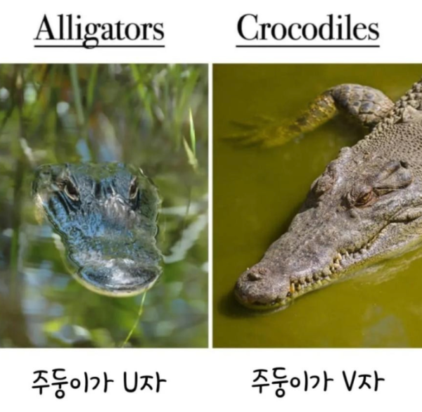 알쏠달쏭한 영어