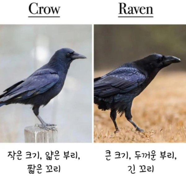 알쏠달쏭한 영어