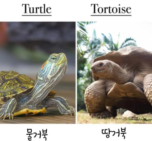 알쏠달쏭한 영어