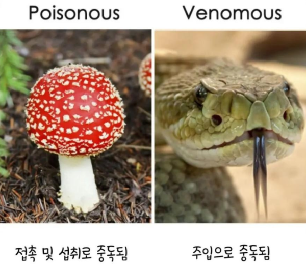 알쏠달쏭한 영어