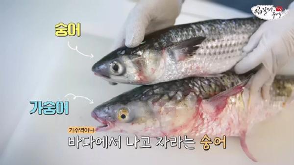 태어나고 어느정도 자라면 2차 전직을 해야하는 물고기