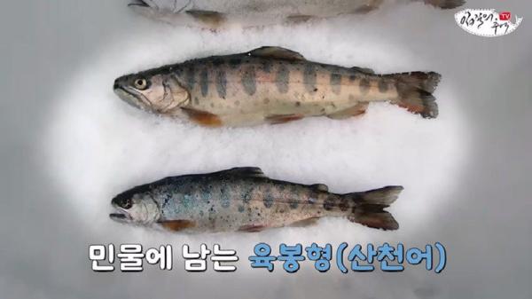 태어나고 어느정도 자라면 2차 전직을 해야하는 물고기