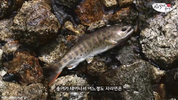 태어나고 어느정도 자라면 2차 전직을 해야하는 물고기
