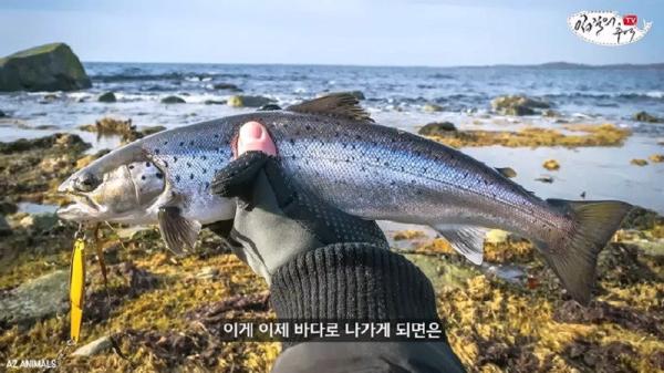 태어나고 어느정도 자라면 2차 전직을 해야하는 물고기