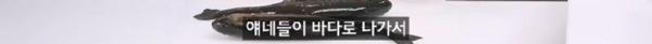 태어나고 어느정도 자라면 2차 전직을 해야하는 물고기