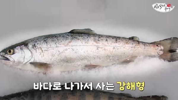 태어나고 어느정도 자라면 2차 전직을 해야하는 물고기
