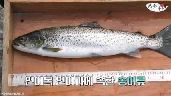 태어나고 어느정도 자라면 2차 전직을 해야하는 물고기