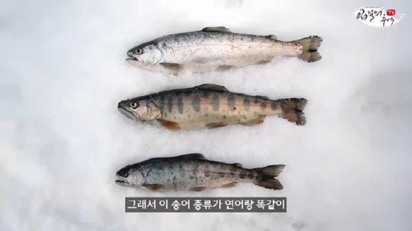 태어나고 어느정도 자라면 2차 전직을 해야하는 물고기