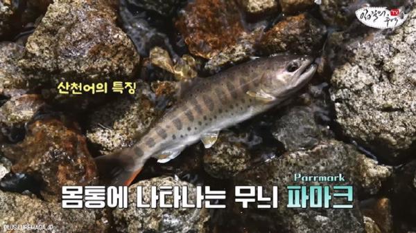 태어나고 어느정도 자라면 2차 전직을 해야하는 물고기