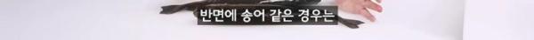 태어나고 어느정도 자라면 2차 전직을 해야하는 물고기