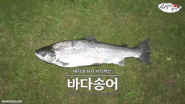 태어나고 어느정도 자라면 2차 전직을 해야하는 물고기