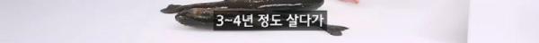 태어나고 어느정도 자라면 2차 전직을 해야하는 물고기