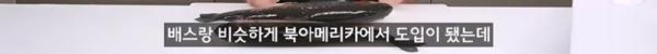 태어나고 어느정도 자라면 2차 전직을 해야하는 물고기