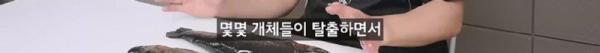 태어나고 어느정도 자라면 2차 전직을 해야하는 물고기
