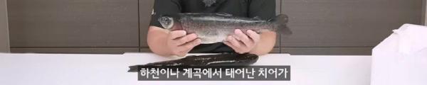 태어나고 어느정도 자라면 2차 전직을 해야하는 물고기