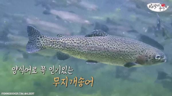 태어나고 어느정도 자라면 2차 전직을 해야하는 물고기