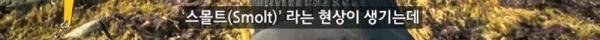 태어나고 어느정도 자라면 2차 전직을 해야하는 물고기