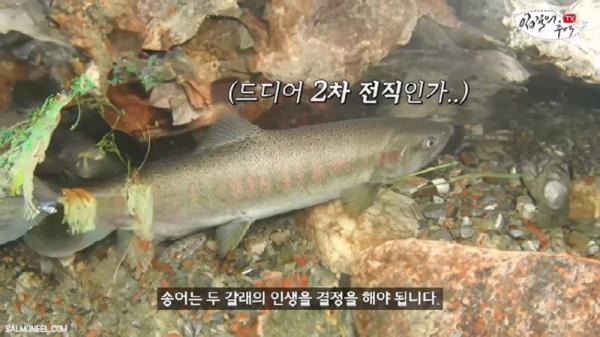 태어나고 어느정도 자라면 2차 전직을 해야하는 물고기