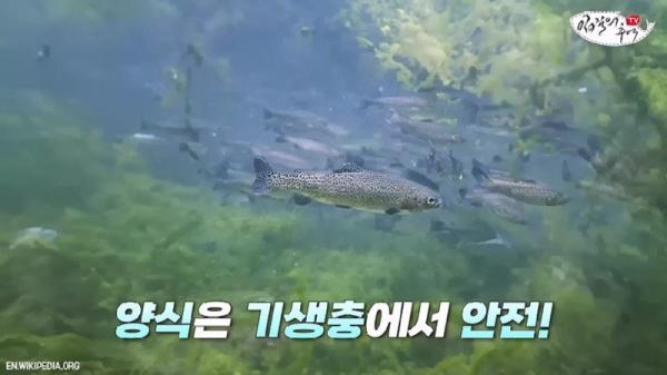 태어나고 어느정도 자라면 2차 전직을 해야하는 물고기