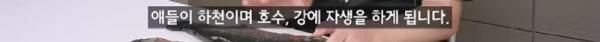 태어나고 어느정도 자라면 2차 전직을 해야하는 물고기